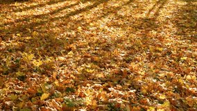 Beautiful bright fallen autumn red, brown, yellow and orange seasonal leaves laying outdoors on sunny ground. Grey shadows of many trees texture. Abstract Thanksgiving, Halloween 4k autumn background