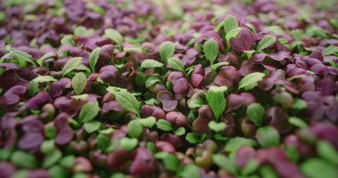 Footage of growed colorfull radish microgreens, vertical farming greens, vitaminized superfood, home business, 4k 60p Prores