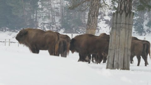 European bison (Bison bonasus) herd running in the snow