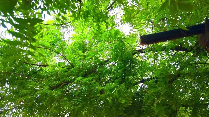 Neem leaves slightly moving with gentle breeze.other names of neem are ...