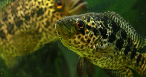 big fish cichlid swims in a home aquarium close-up