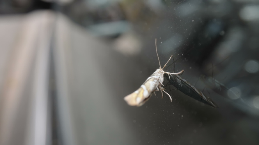 The brown insect on the mirror of the car as seen on a closer look in Estonia