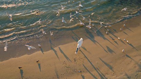 Aerial view Young woman feeds seagulls on sea at sunrise of sunny day on frosty morning in white warm down jacket. Flock of sea birds fly around girl. Bright disc of pink dawn sun. Golden sandy beach