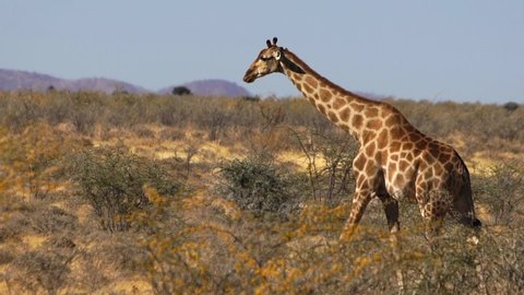 Giraffe walking in the soft evening light