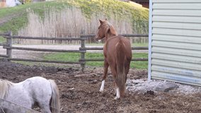 Horses on the farm. A brown horse and a white pony walking in the corral. close up 4k video