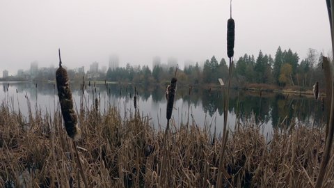 Lost Lagoon Fog and Cattails Vancouver 4K UHD. Stanley Park's Lost Lagoon in fog. Vancouver, British Columbia, Canada. 4K UHD.
