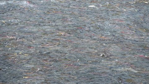 Schools of Sockeye Salmon migrating up Brooks River - Slow Motion