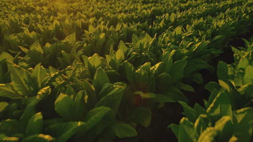 Drone Point of View tobacco fields landscape in the evening in the countryside of Thailand, crops in agriculture, Aerial view Royalty-Free Stock Footage #1086207794