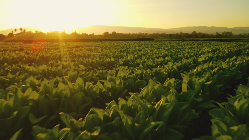 Drone Point of View tobacco fields landscape in the evening in the countryside of Thailand, crops in agriculture, Aerial view | Shutterstock HD Video #1086207794