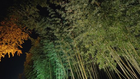 Bamboo forest with the breeze at night