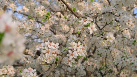 Beautiful white blooming cherry tree. Cherry blossoms in spring. Japanese sakura close-up. White bloom of a cherry tree in springtime. Hanami tradition. Slow steadicam footage. 