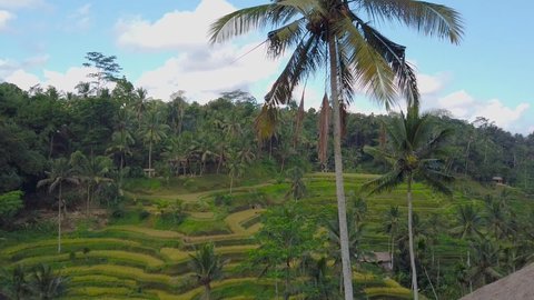 Beautiful rice terraces in bali. Mountain rice cultivation
