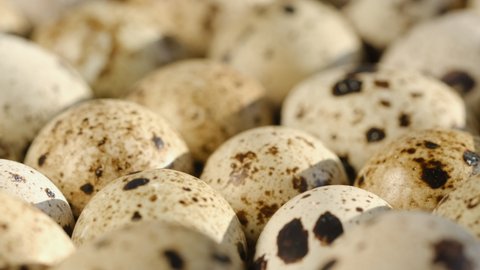 Rotating Quail Eggs . Top View. Close Up.Close-up of quail eggs a rotating . Bright colorful quail eggs. Macro. Selective focus