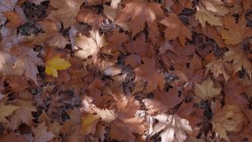 Man walks on fallen red leaves. Fall season. Slow motion 4K