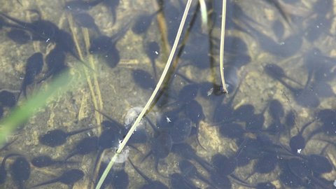 Tadpoles move chaotically underwater in forest swamp. Tadpole, pollywog is larval stage in life cycle of an amphibian, frog. Macro underwater wildlife