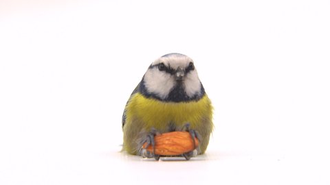 blue tit, Cyanistes galloped to an almond seed, eat it and then flies away. white screen, studio