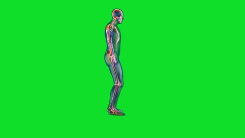 Human x-ray body and skeleton, lifting heavy object loop, Green Screen