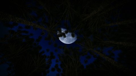 Full moon against starry sky seen through pine trees, hd