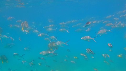 St Anne marine park activities, a daily excursion, comprises 6 islands, about 5km of boat ride from Mahe island, established  back in 1973, fish feeding while snorkelling with the fishes 
