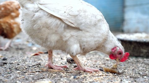 White chicken nibble peck piece of meat off the ground in dirty farm lawn