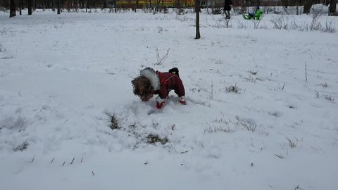Yorkshire terrier in winter jacket and boots playing with snow