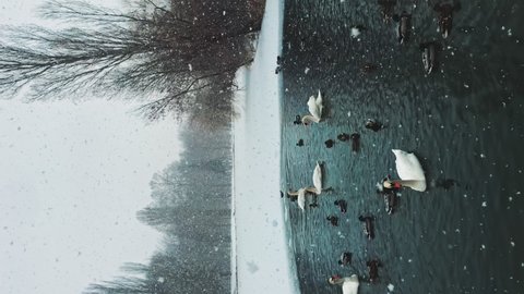 Beautiful birds. Winter. White swans and ducks swim on the lake under snowfall. Vertical video