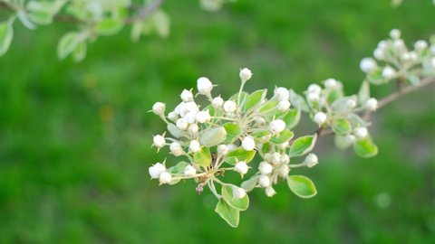 Unopened flowers of a blossoming pear tree. Spring flowering season of fruit trees and bushes