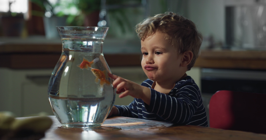 Cinematic shot of curious happy little toddler boy is having fun to watch and admire domestic goldfishes swimming in fishbowl in kitchen at home.