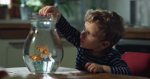 Cinematic shot of curious happy little toddler boy is having fun to feed and watch domestic goldfishes swimming in fishbowl in kitchen at home.