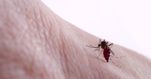 4K video of mosquito sucking blood.
The mosquito is often a carrier of infectious disease.