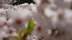 Panning video of cherry blossoms in full bloom.

