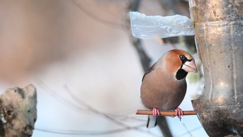 Hawfinch Coccothraustes coccothraustes flew on a bird's feeder to eat sunflower seeds. Slow motion 4k.