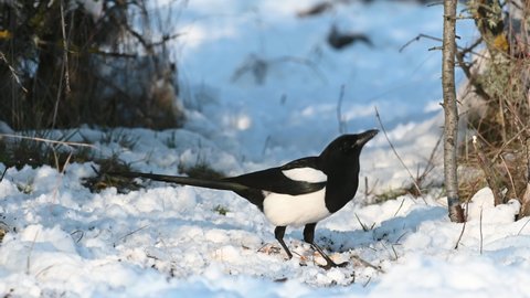 Eurasian magpie, Pica Pica, is looking for food in the snow. A black and white bird in winter, and flies away. Slow motion 4k.