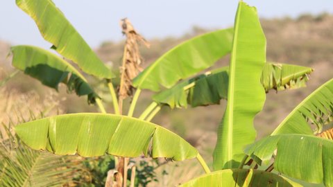 selective focus on subject, Blur background. Banana tree and huge green leaves. The concept of organic food.Green tropical banana leaves against blue sky in the wind blowing.