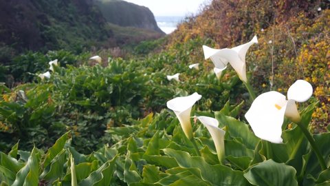 Calla lily valley, creek canyon on Garrapata beach, Big Sur landscape, Monterey nature, California coast, USA. Many white cala lilies by ocean waves in spring. Flowers in bloom, wildflower flowerscape