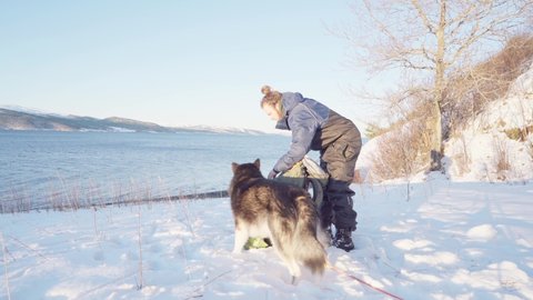 Camper Gave The Alaskan Malamute Dog A Bone At Sunrise During Winter. - wide shot