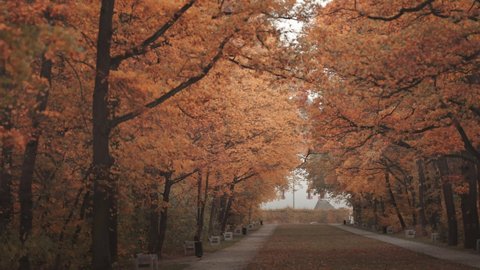 A beautiful romantic autumn alley in the city park. The ground is covered with bright leaves. Tall straight trees frame the pass. Rows of benches on both sides. Stock Video