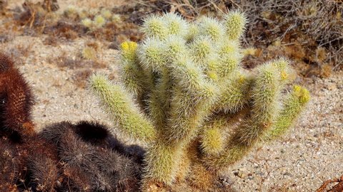 Teddy bear cholla (Cylindropuntia bigelovii). Cholla Cactus Garden at Joshua Tree National Park. California
