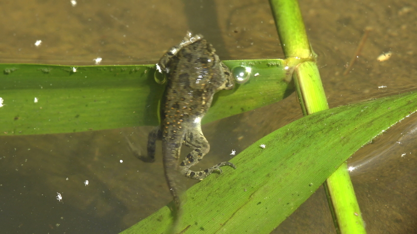 In summer swamp amid chaos of underwater life, juvenile frog in transition between tadpole and frog | Shutterstock HD Video #1086247082