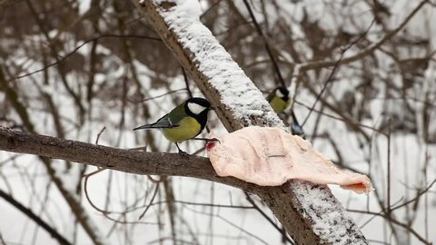 great tit and blue tit pecking at lard on a tree branch in the forest. Feeding birds in winter.