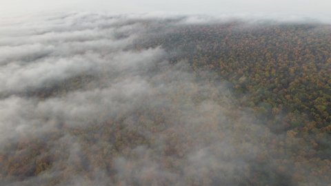Dense colorful forest covered with fog, aerial view of the beautiful natural landscape of dense forest