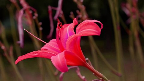 A pink lily moves in the wind. Blurred background. Flower. Fantastic colors.
