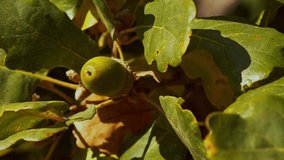 closeup of acorn in the wood - Powered by Shutterstock - Get 15% off with code: PIKWIZARD15