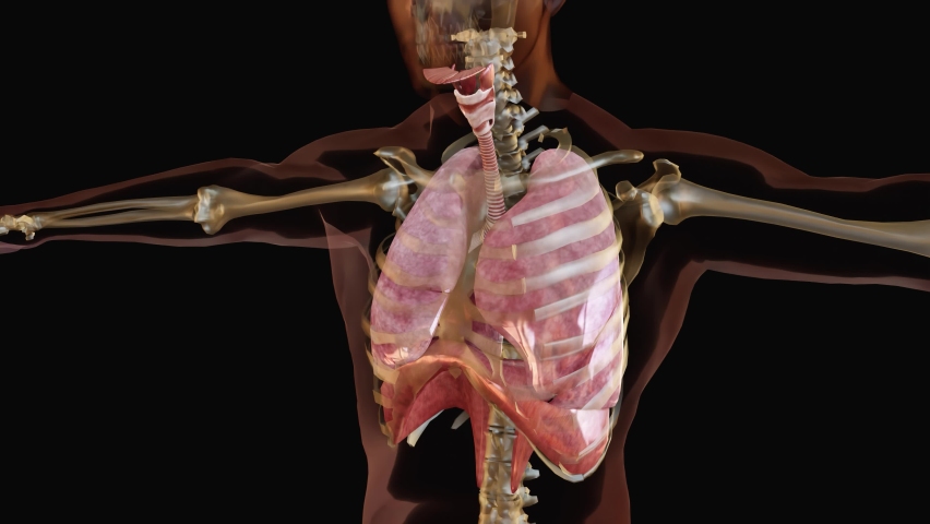 Human Respiratory System Lungs Anatomy Animation Concept. visible lung, pulmonary ventilation, Realistic high quality 3d medical animation Royalty-Free Stock Footage #1086255416