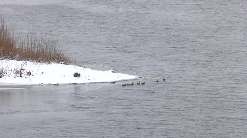 Ice drift on the river in the springtime. Many wild ducks swim in the winter lake. A flock of ducks in the water. A crowd of ducks floating on the water