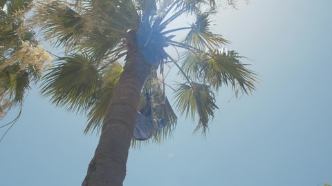 Man Pruning Date Palm Tree the Old Fashioned Way - Tree Climbing