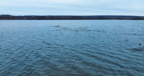 Wild flocks of ducks dwelling on the big river. Drone footage over the water following mallards flying away from camera. Dark waterfront backdrop.