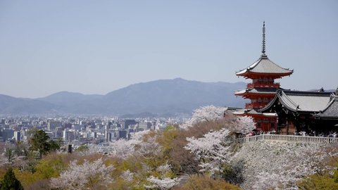 Kyoto and cherry blossom or sakura view with the pagoda of Kiyomizu-Dera Buddhist temple in Kyoto, Japan. High quality FullHD footage