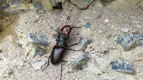 A stag beetle crawls on the street. A stag beetle with horns crawls on concrete in wildlife. A wild insect lives next to people. Saw Stag Beetle falling off a tree and crawling on a stone