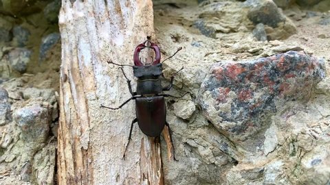 A stag beetle crawls on the street. A stag beetle with horns crawls on concrete in wildlife. A wild insect lives next to people. Saw Stag Beetle falling off a tree and crawling on a stone